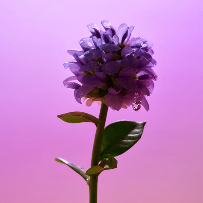 Bakuchiol plumping Serum 30ml